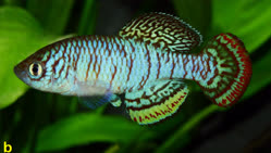 Nothobranchius iridescens