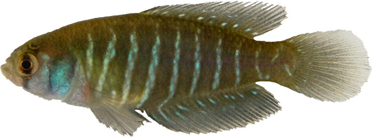 Austrolebias juanlangi