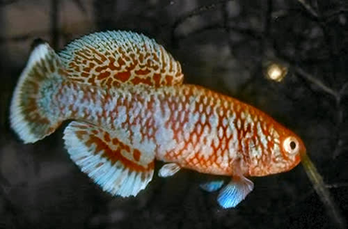 Nothobranchius  kafuensis