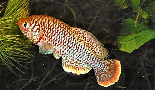 Nothobranchius kafuensis