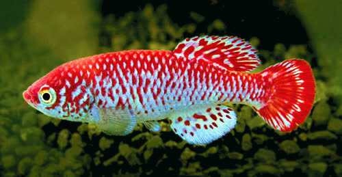 Nothobranchius kardashevi