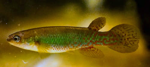 Rivulus (Melanorivulus)kunzei