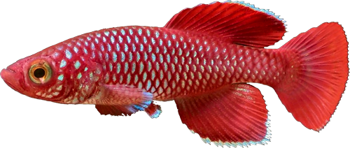 Nothobranchius korthausae, Red 