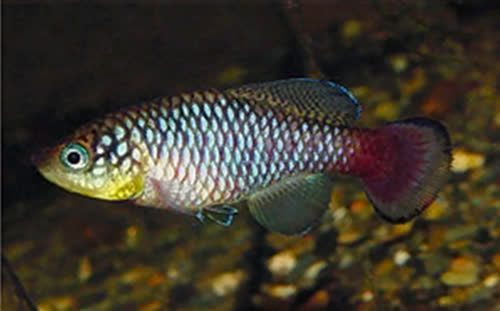 Nothobranchius krammeri