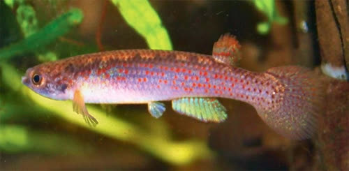 Rivulus (Anablepsoides) katukina