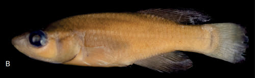 Nothobranchius kwalensis