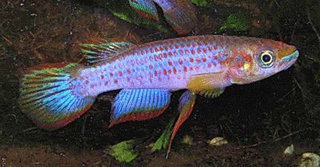 Epiplatys lamottei