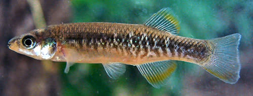 Rivulus lazzarotoi