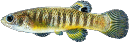 Fundulus luciae