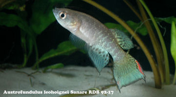 Austrofundulus leohoignei