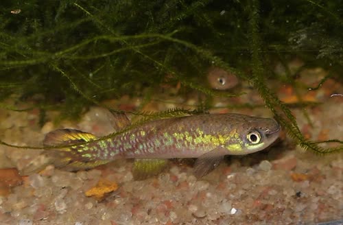 Rivulus (Atlantirivulus) luelingi