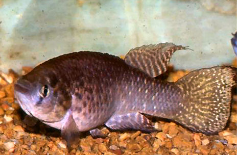 Austrofundulus leoni