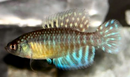 Hypsolebias longiginatus