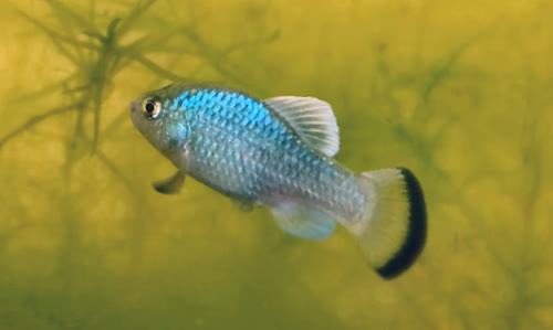 Cyprinodon longidorsalis