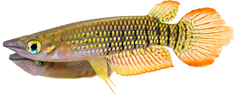 Aplocheilus lineatus