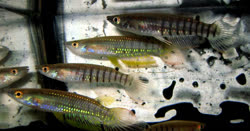 03-0-Copr_2011_Lotsoffisht.jpg