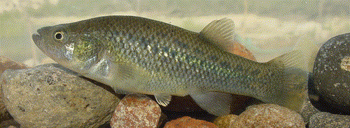 Fundulus lima