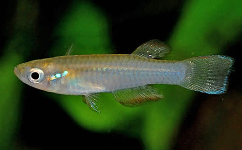 Rhexipanchax lamberti