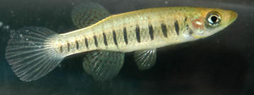 Fundulus lineolatus