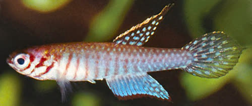 Mucurilebias leitaoi