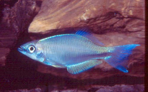 Plataplochilus loemensis