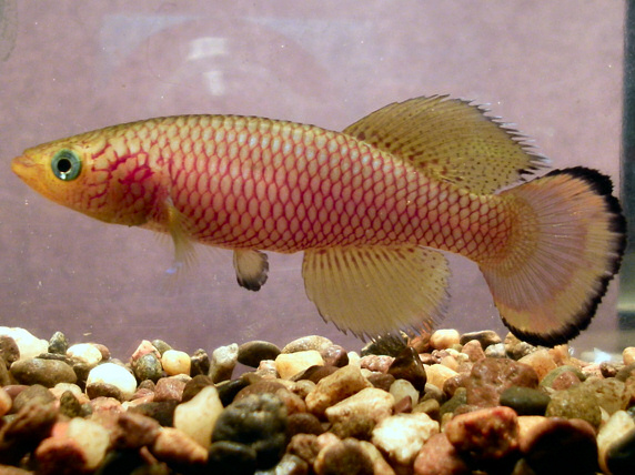 Nothobranchius lucius