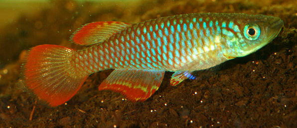 Nothobranchius luekei