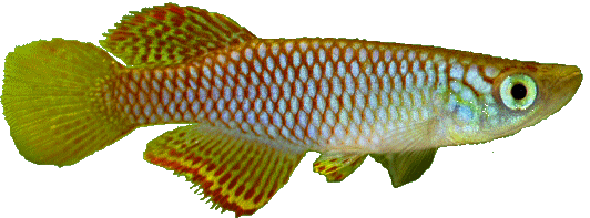 Nothobranchius luekei