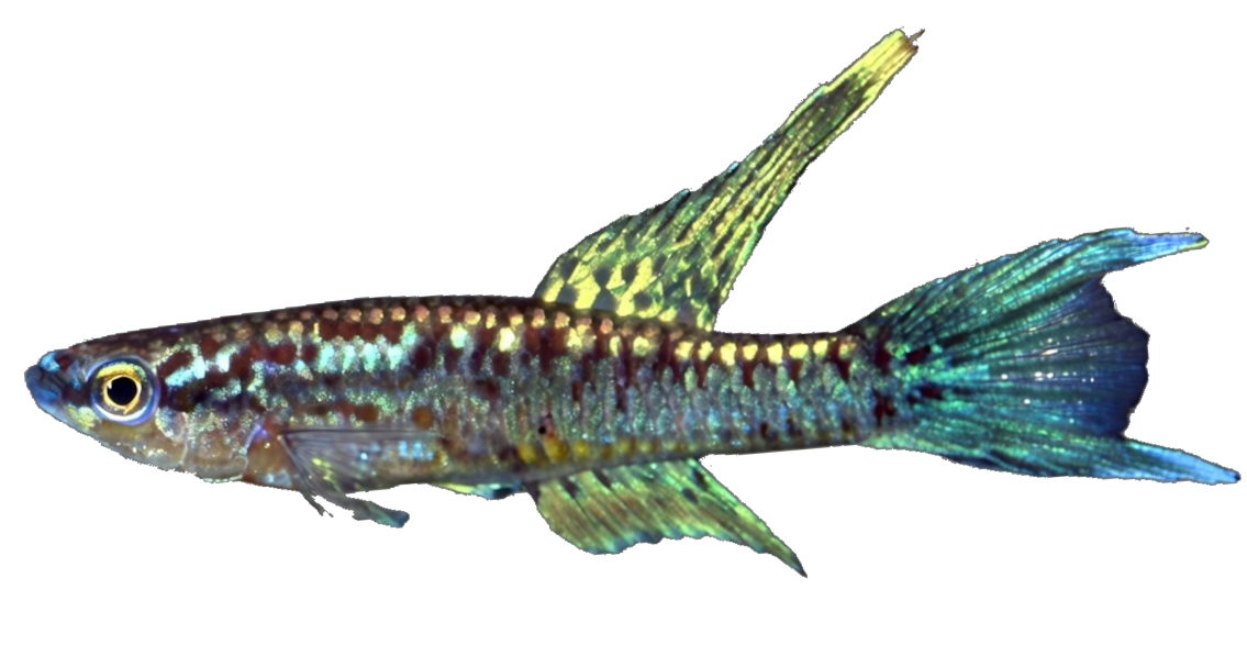 LUG - Aphyosemion lugens