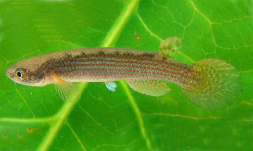 Rivulus (Anablepsoides) luitalimae