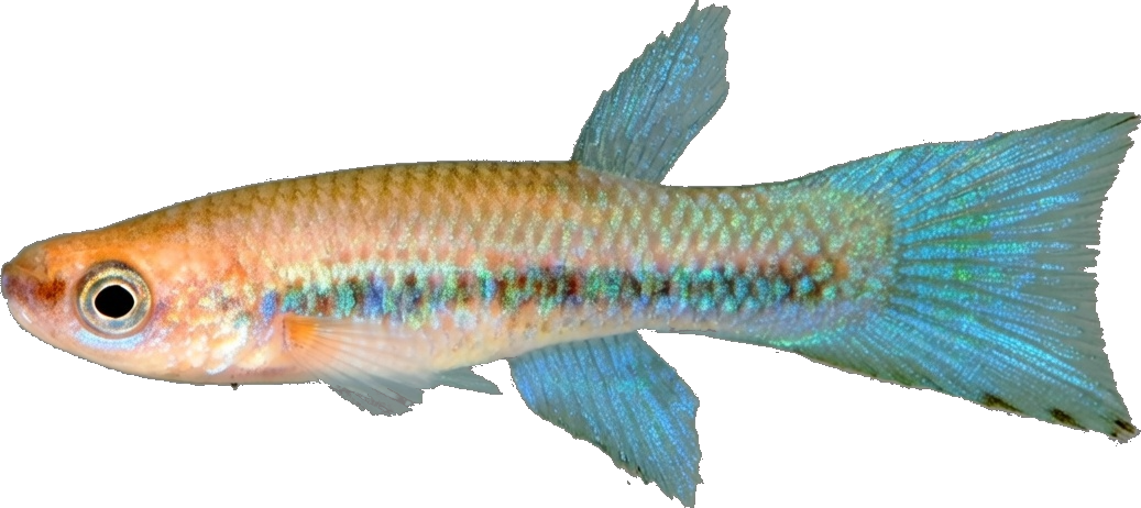 LYR - Rivulus (Laimosemion) lyricauda