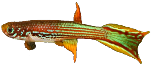 Rivulus (Laimosemion) mahdiaensis