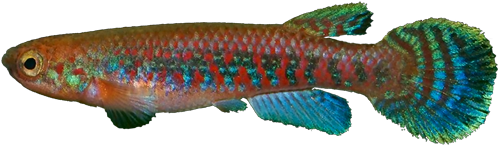 Rivulus (Laimosemion) mabura