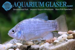 00-0-Copr_2019-Aquarium_Glasert.jpg