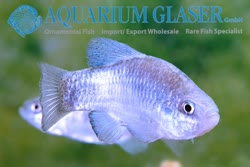 09-0-Copr_2019-Aquarium_Glasert.jpg