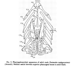 05-0-Copr_1965-Donn_E_Rosent.jpg