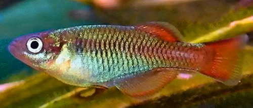 Platypanchax modestus