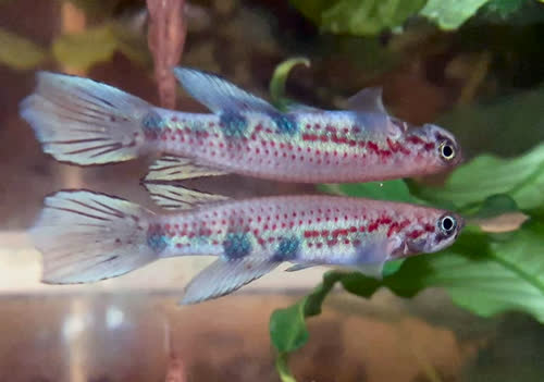 Epiplatys mesogramma