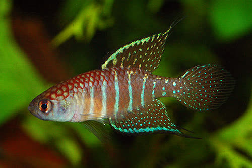 Hypsolebias marginatus