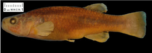 Profundulus  mixtlanensis