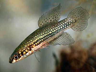 Cynopoecilus melanotaenia