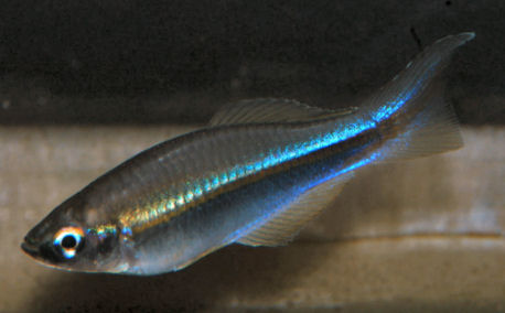 Plataplochilus miltotaenia