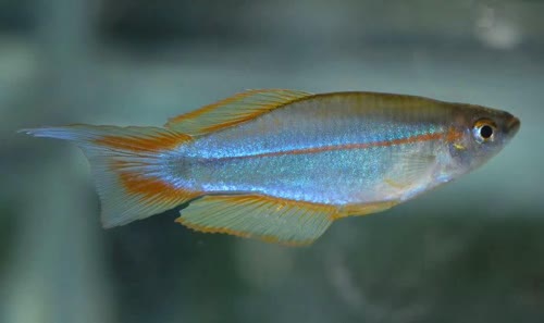 Plataplochilus mimus