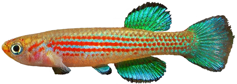 Aphyosemion mengilai