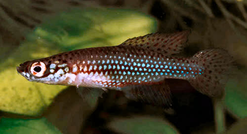 Cynopoecilus multipapaillatus