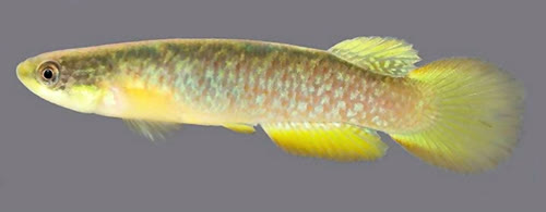 Rivulus (Atlantirivulus) maricensis