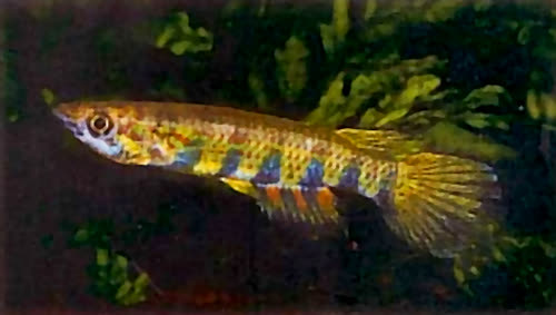 Epiplatys multifasciatus