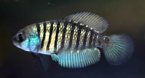 Austrolebias minuano