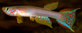 Aphyosemion musafirii