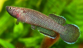 Nimbapanchax melanopterygius